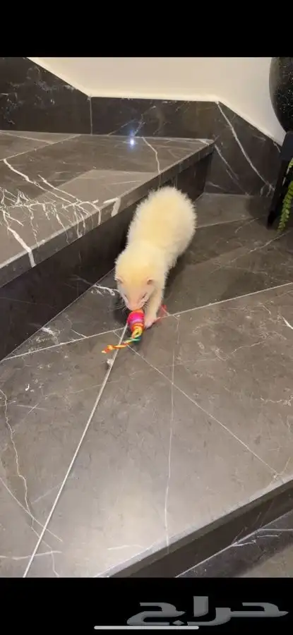 النمس الهولندي 1