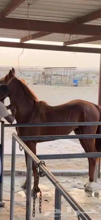 حصان شعبي للبيع 5