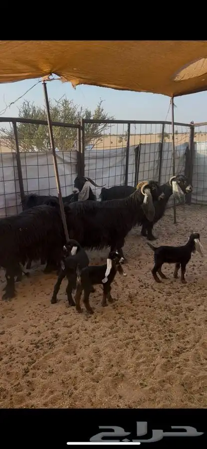 معزا خلفات عوارض 1