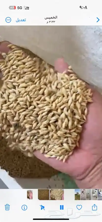 بذر شعير سداسي 0