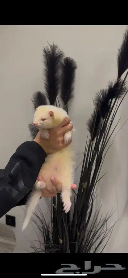 النمس الهولندي 0