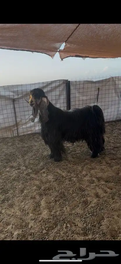 تيس عارضي مشروط 0