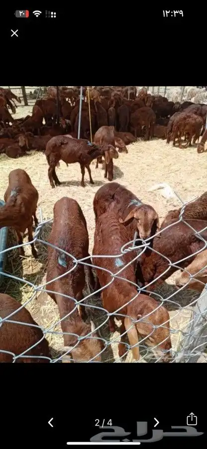 مشروع قائم بحاجة الى شريك ممول 1