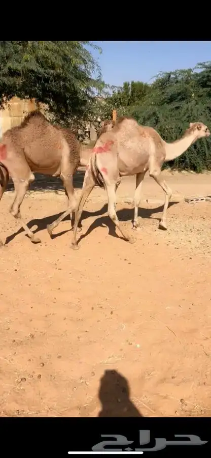 قعدان مرابي مزرعه 4