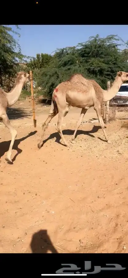 قعدان مرابي مزرعه 1