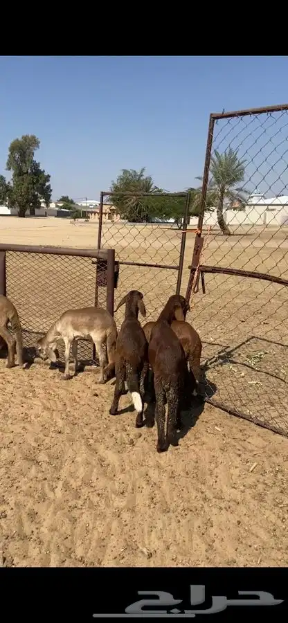 بعم سواكني العدد 10 خرفان بلدي شي فل الفل وشي وسط 1