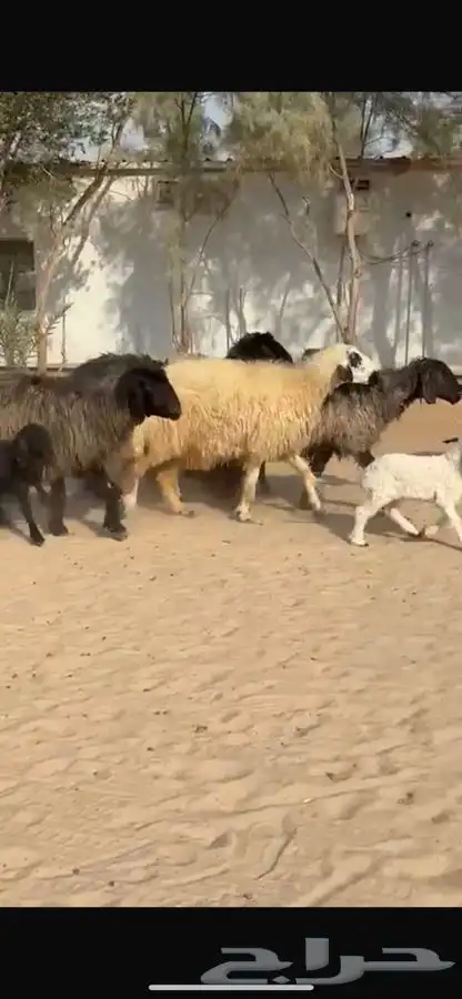 غنم عرب متابيع 11