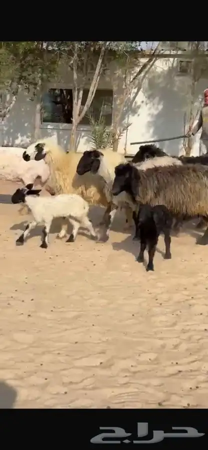 غنم عرب متابيع 7