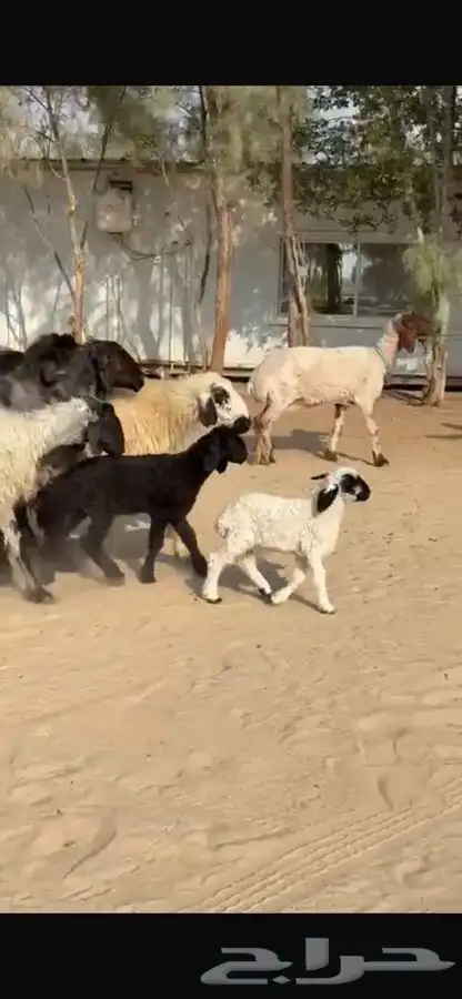 غنم عرب متابيع 0