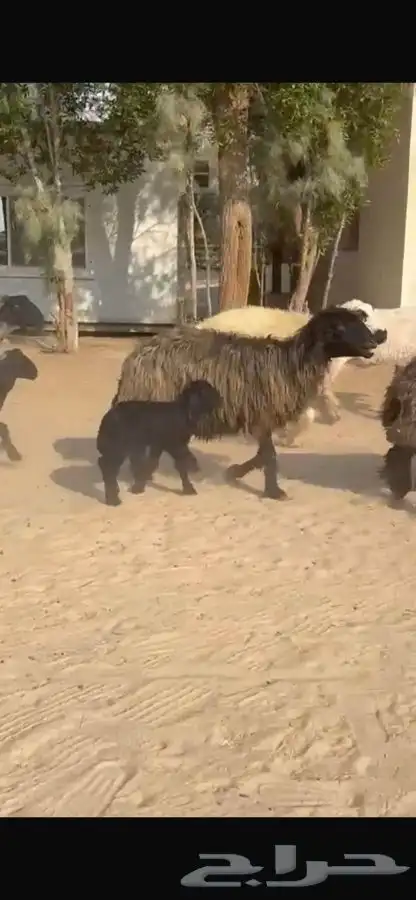 غنم عرب متابيع 13