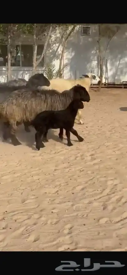 غنم عرب متابيع 10