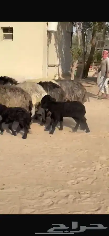 غنم عرب متابيع 15