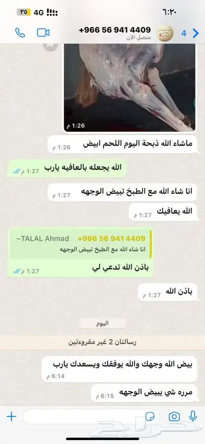 قعدان مرابي مزرعه 8