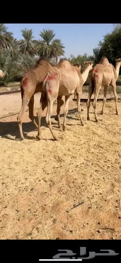 قعدان مرابي مزرعه 0