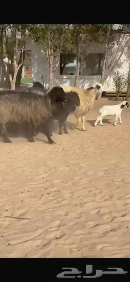 غنم عرب متابيع 5