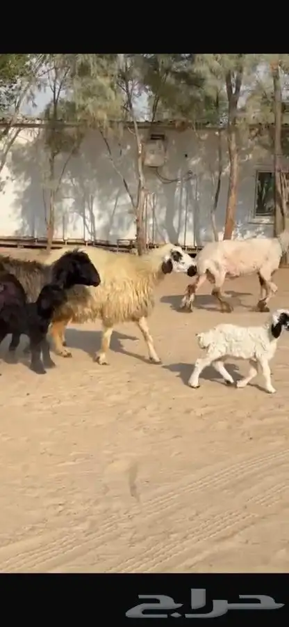 غنم عرب متابيع 1