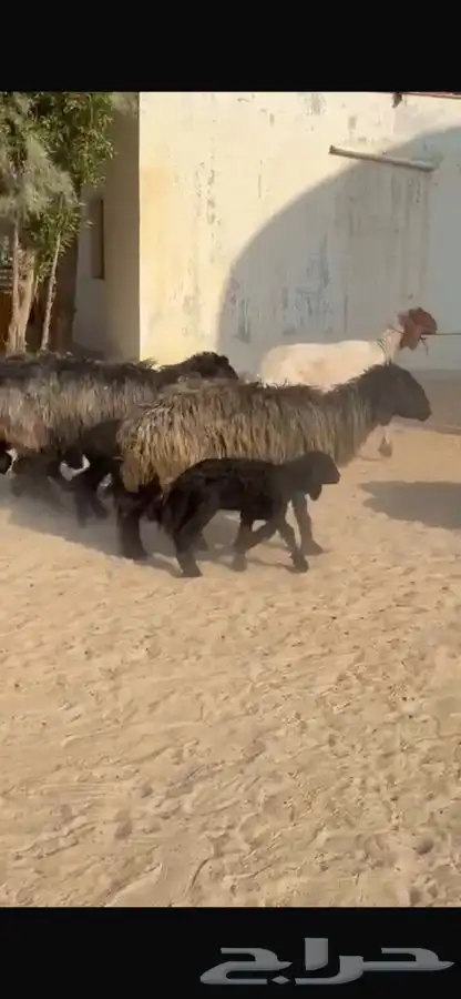 غنم عرب متابيع 16