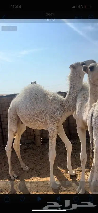 قعدان طيبه شحم 0