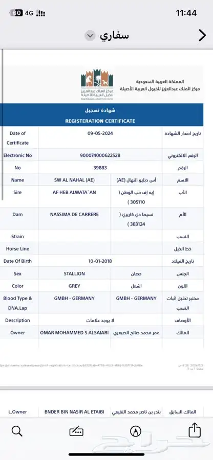 حصان فرنسي حفيد البطل عامر مستورد من الامارات 1