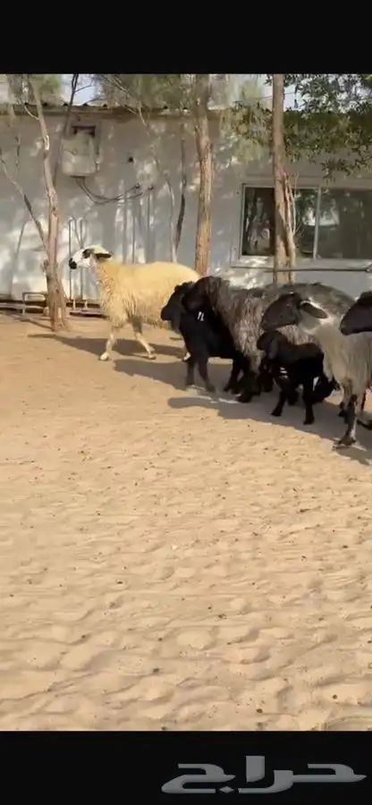 غنم عرب متابيع 3