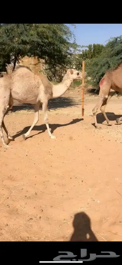 قعدان مرابي مزرعه 3