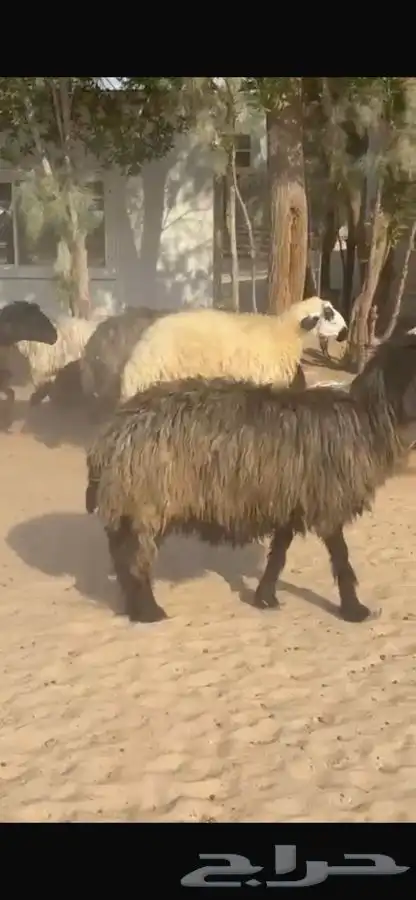 غنم عرب متابيع 8