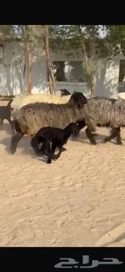 غنم عرب متابيع 12