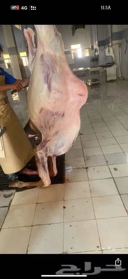 قعدان مرابي مزرعه 6