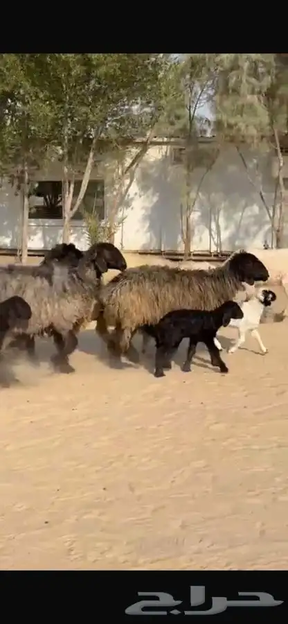 غنم عرب متابيع 2