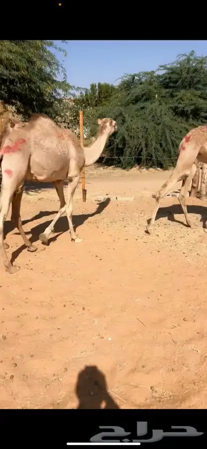 قعدان مرابي مزرعه 2