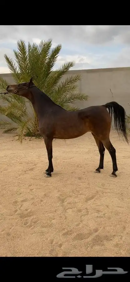 فرس فاخرة لاقح 0