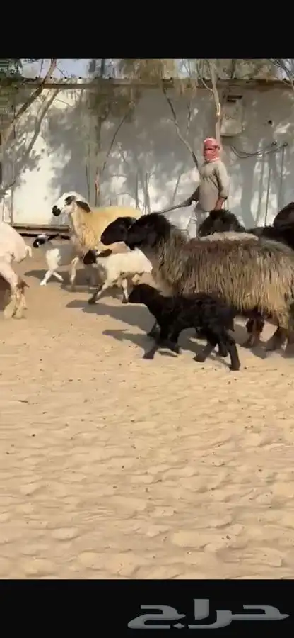 غنم عرب متابيع 4