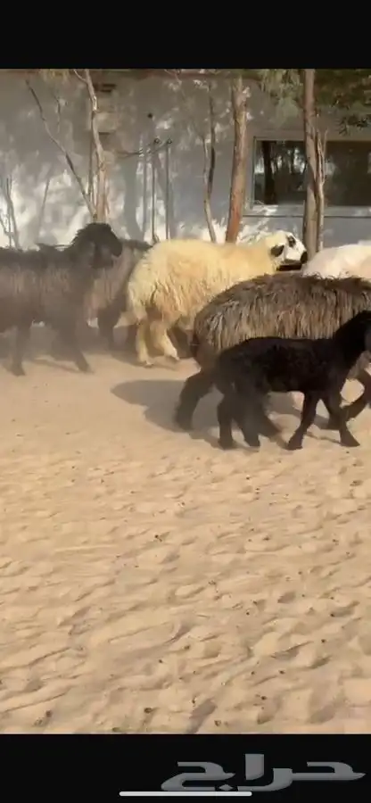 غنم عرب متابيع 9