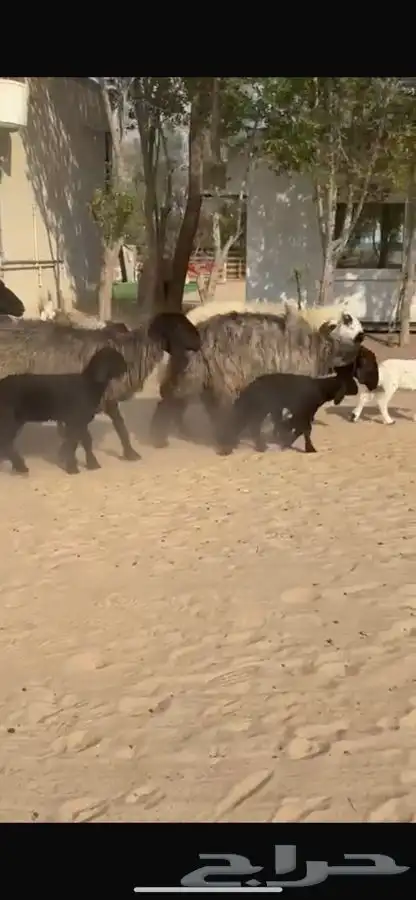 غنم عرب متابيع 6