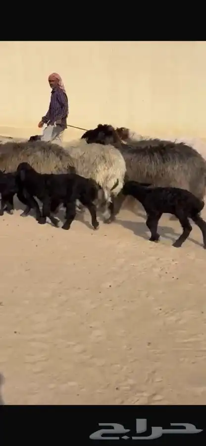 غنم عرب متابيع 14