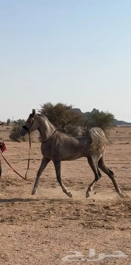 مهر شعبي شيخ 0