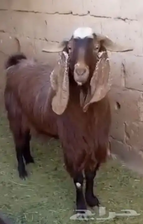 تيس فحل شامي ثني 0