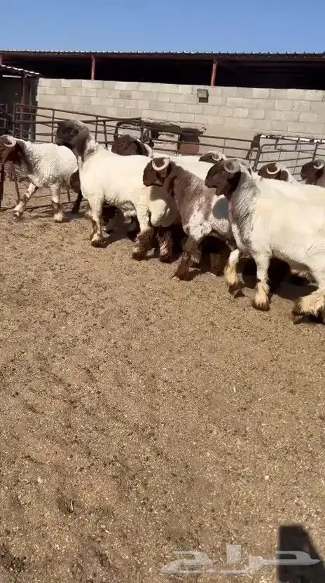 جدعان نعيم صنف فاخر للبيع 2