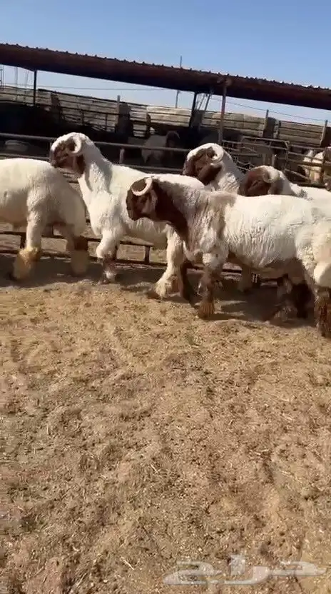 جدعان نعيم صنف فاخر للبيع 3