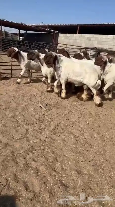 جدعان نعيم صنف فاخر للبيع 8