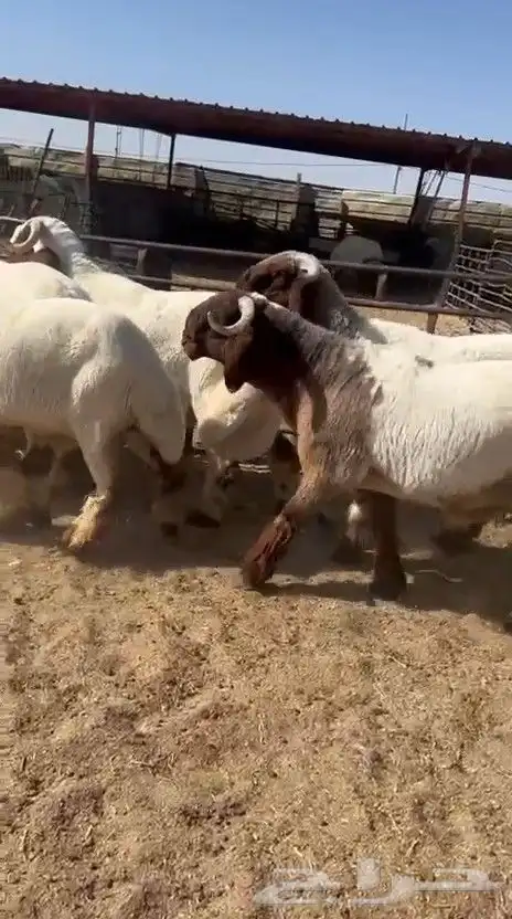 جدعان نعيم صنف فاخر للبيع 1