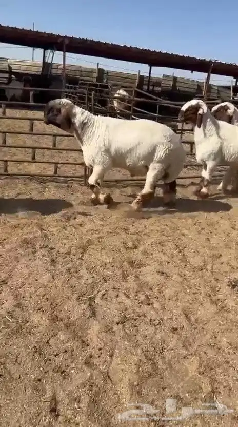 جدعان نعيم صنف فاخر للبيع 4