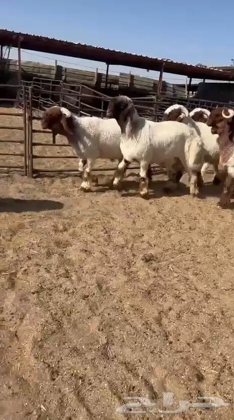 جدعان نعيم صنف فاخر للبيع 5