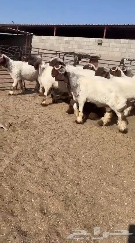 جدعان نعيم صنف فاخر للبيع 6