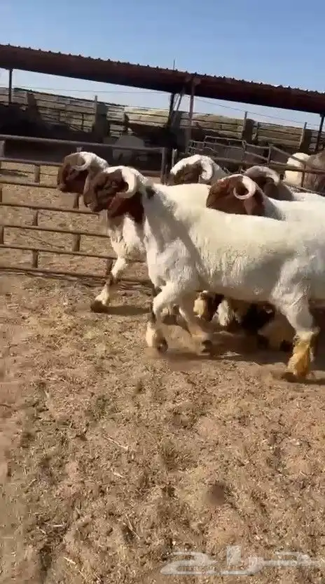 جدعان نعيم صنف فاخر للبيع 0