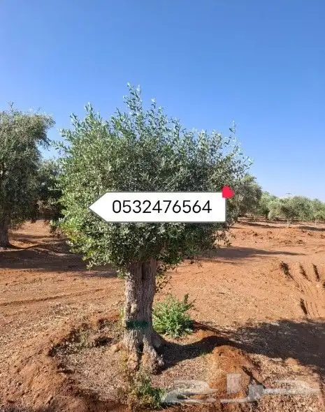 جميع الاشجار الزينه تتوفر لدينا 0