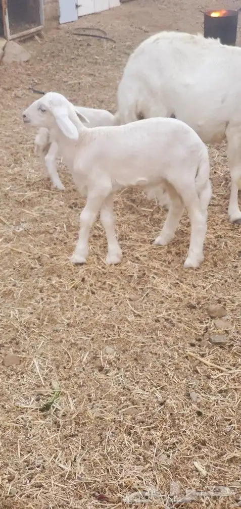 خلفات 2 تحتها 3 طليان المحاميد 0