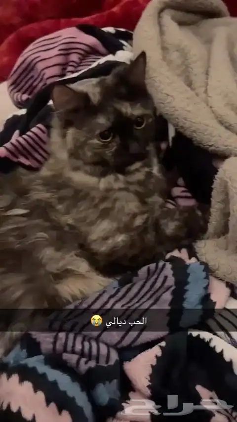 بسه تجن ودلوعه وهاديه بس حامل وانا معد اقدر عليها 4