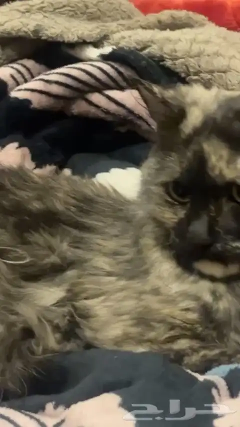 بسه تجن ودلوعه وهاديه بس حامل وانا معد اقدر عليها 7