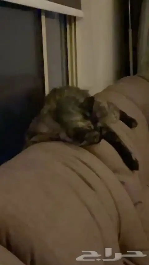 بسه تجن ودلوعه وهاديه بس حامل وانا معد اقدر عليها 5